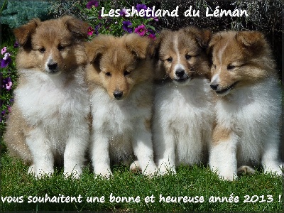 Aux Shetland Du Léman - bonne année 2013 !