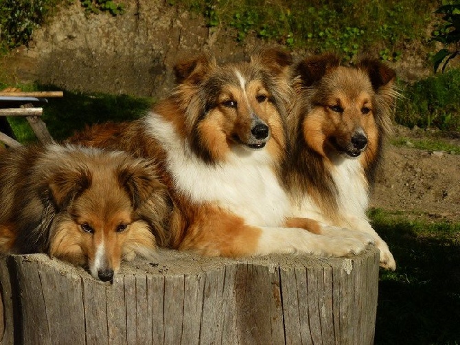 Aux Shetland Du Léman - NOTRE TRIO ADORE