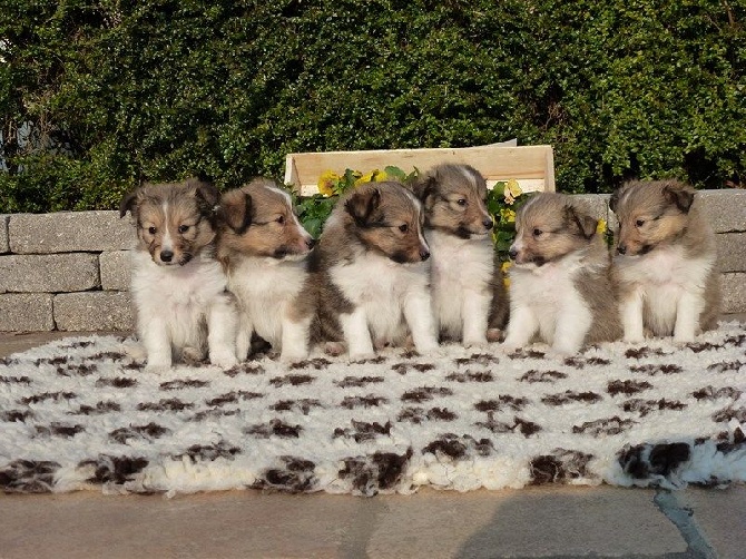 Aux Shetland Du Léman - LES CHIOTS D'EVADE ET HAWAI