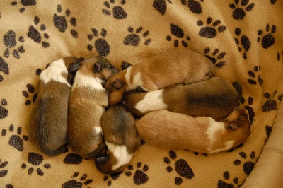 Aux Shetland Du Léman - Les chiots sont nés ! 