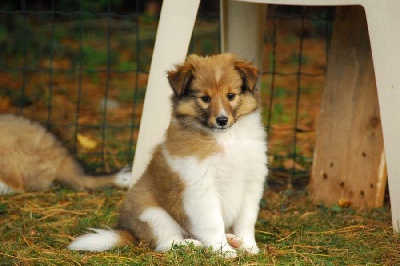 Aux Shetland Du Léman - Les chiots ont 8 semaines