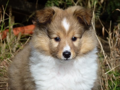 Aux Shetland Du Léman - NOUVELLES PHOTOS DES CHIOTS