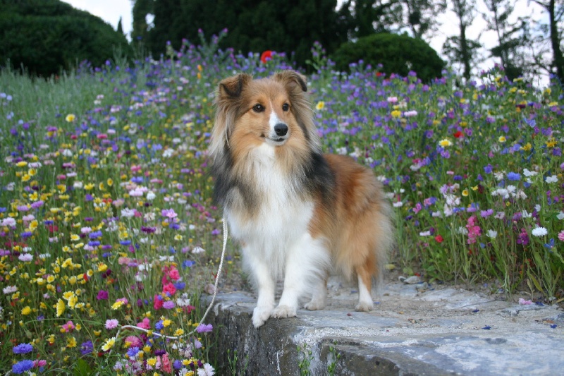 Délice du Jardin d'Angélique