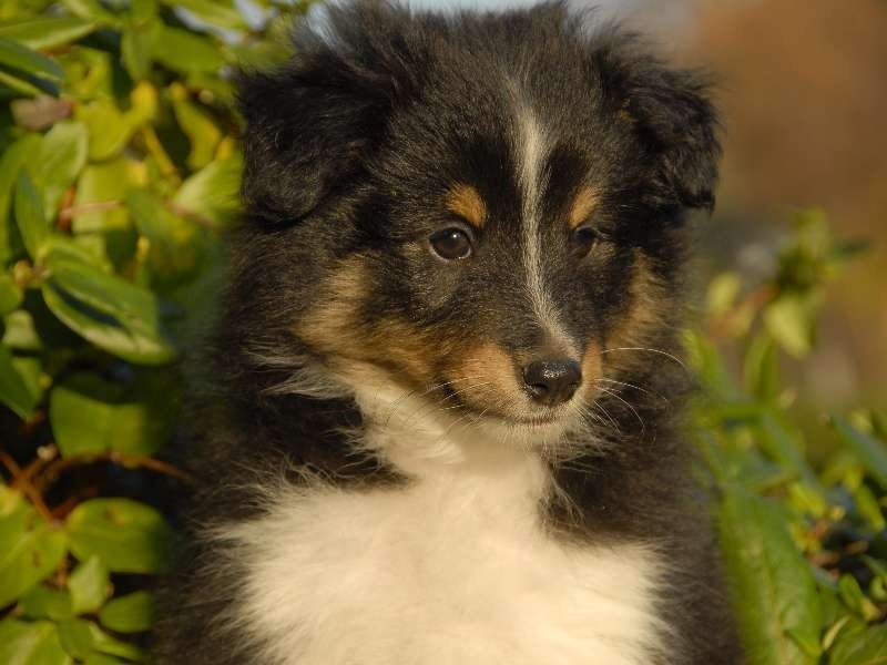 Aux Shetland Du Léman - Shetland Sheepdog - Portée née le 29/09/2011