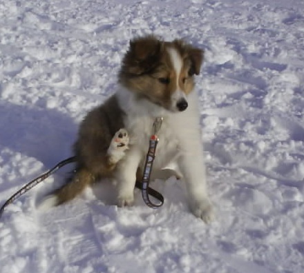 les chiots d'Evade et Whisky