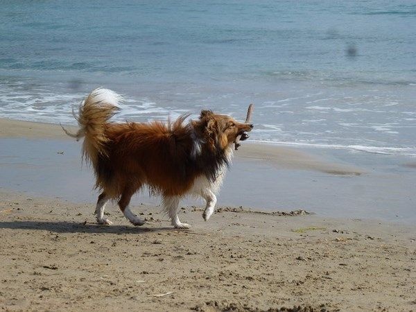 Nouvelles des chiots