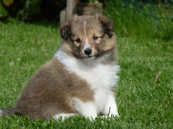 les chiots de Flamme et Whisky