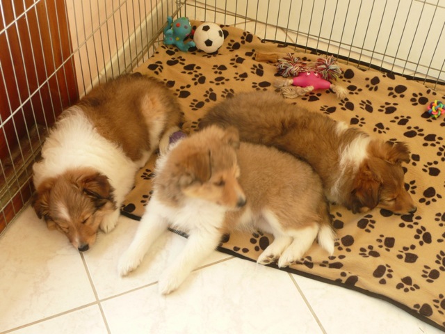les chiots d'Evade et Jedi